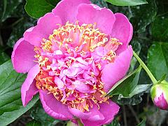 peony14 (6)